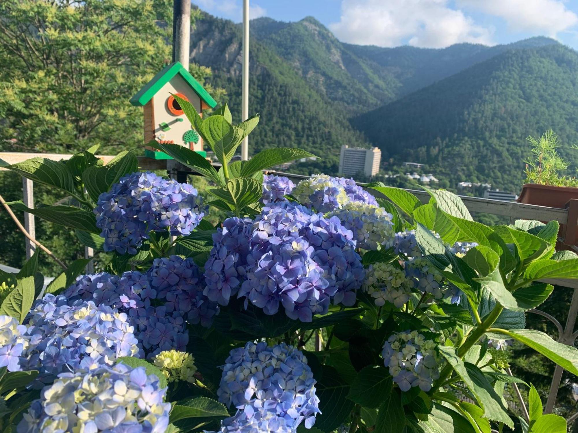 Anano'S Guesthouse Borjomi Exterior photo